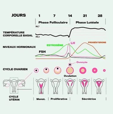 source de l'image : https://algerianext.com/2021/01/a-propos-du-cycle-menstruel/